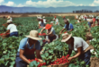 hispanic_men_and_women_picking_strawberries