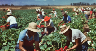 hispanic_men_and_women_picking_strawberries